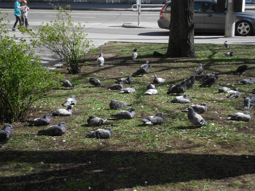 Pigeons on the Streets of Estonia