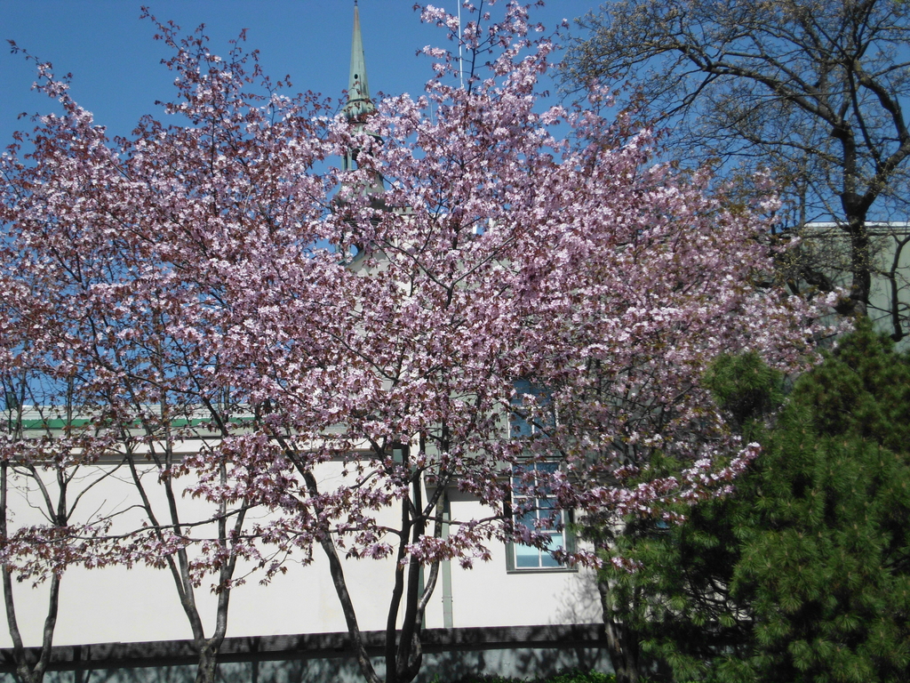 Cherry Blossom Trees from Estonia?